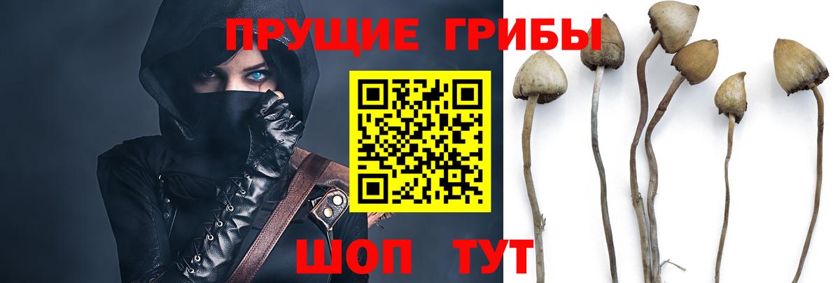 Галлюциногенные грибы GOLDEN TEACHER  Вход с VPN  Урус-Мартан 
